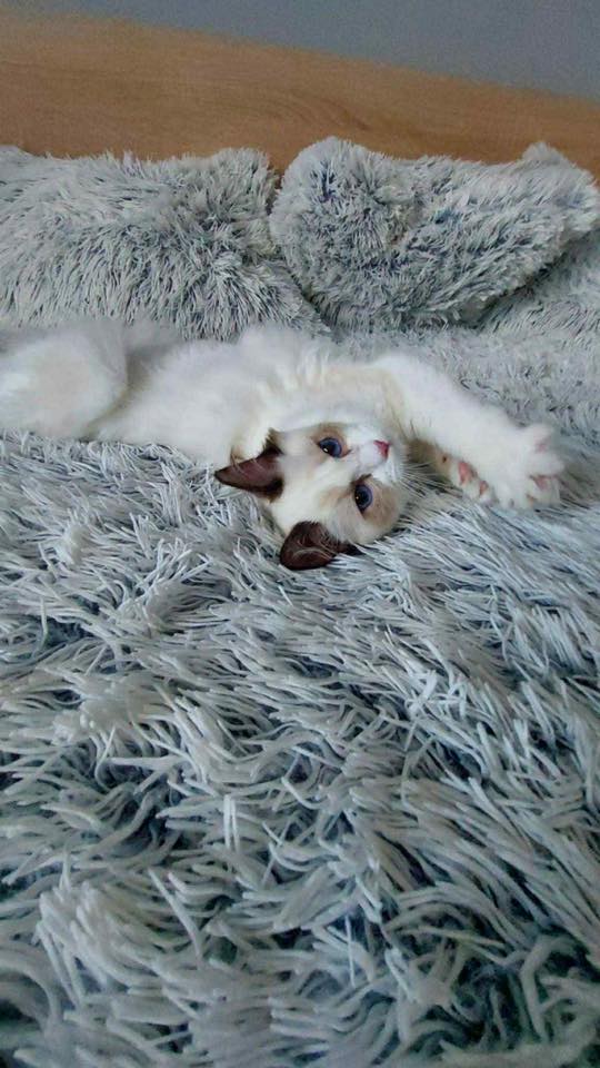 /images/Galeria/Ragdoll Rajongók Rezidenciája/14 Zsani Szabó - Leo.jpg